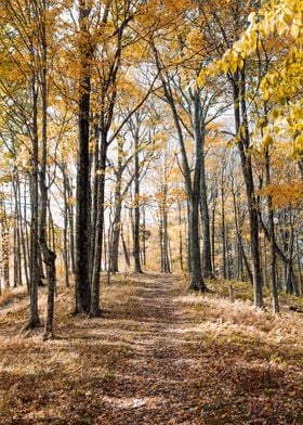 Yellow Trees in Autumn