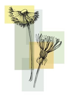 Dandelion