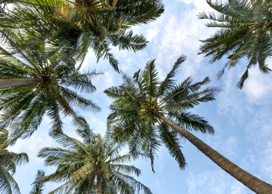 coconut trees