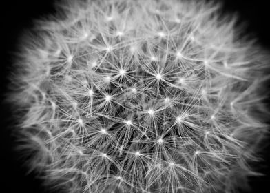 dandelion