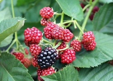 blackberries plant