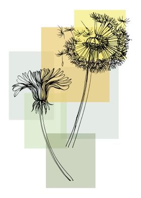 Dandelion