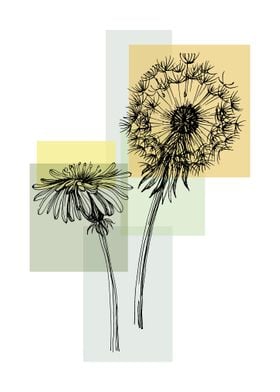 Dandelion