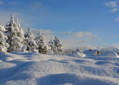 Frosty Forest