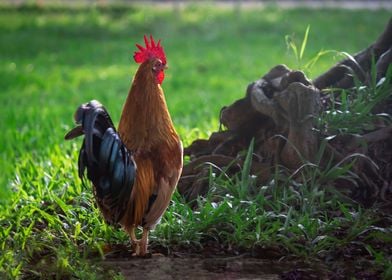 Beautiful Rooster