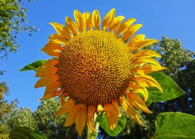 sunflower