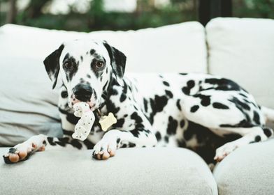 DALMATIAN