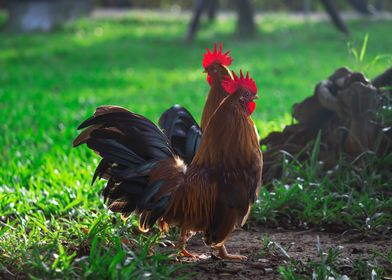 Beautiful Rooster