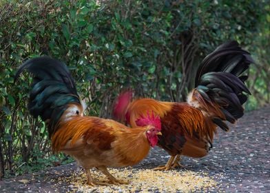 Beautiful Rooster