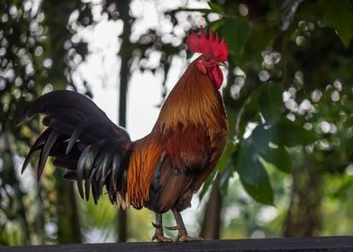 Beautiful Rooster