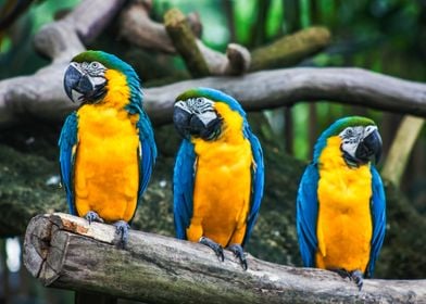 Three macaws