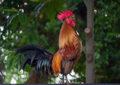 Beautiful Rooster