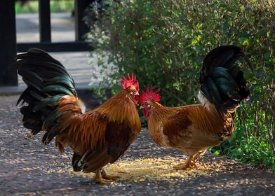 Beautiful Rooster