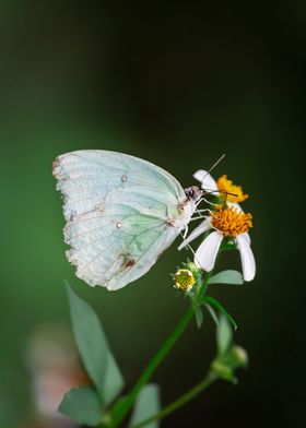 Pink Butterfly