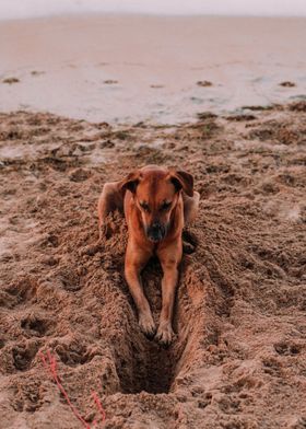 DOG DIG