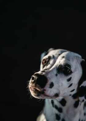 Dalmatian Dog Portrait