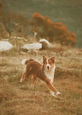 DOG RUNNING