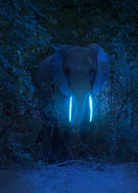 Elephant Glowing Tusk