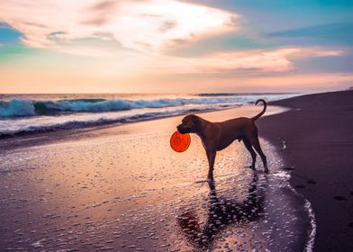 DOGS PLAYING ON THE BEACH