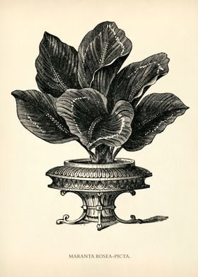 Prayer Plant Illustration
