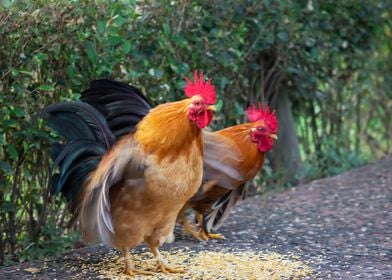 Beautiful Rooster