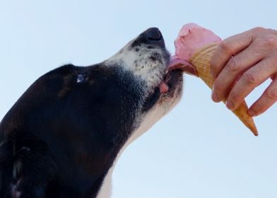 DOGS EAT ICE CREAM