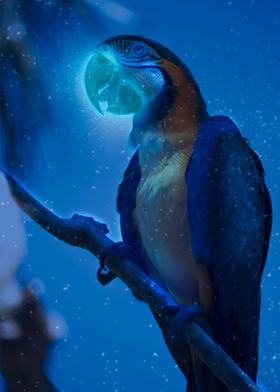 Parrot Glowing Beak