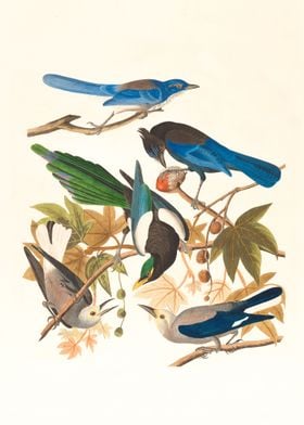 Bird Illustration