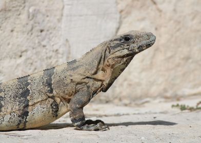 Mexican Iguana