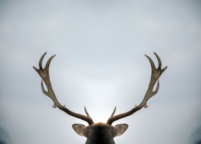 Deer Proud Antlers