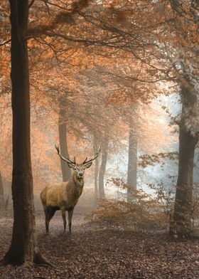Red deer stag in autumn
