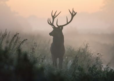 A deer on a foggy morning