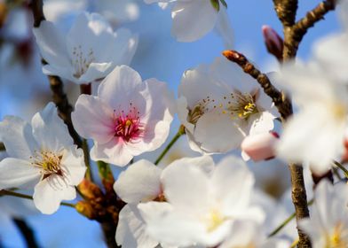 Beautiful flowers