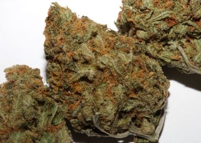 Medical marihuana buds