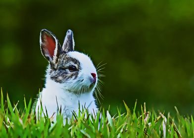 cute rabbit poster 