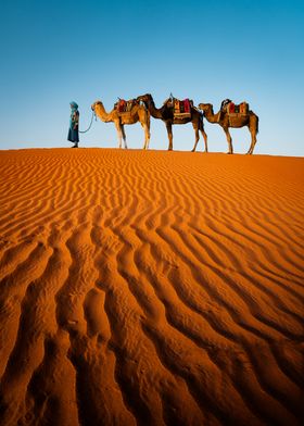 Man + Camels in the desert