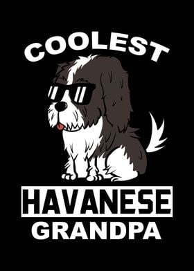 Havanese Grandpa 