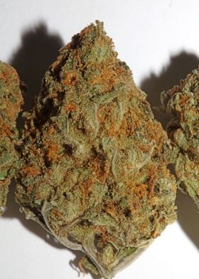 Medical marihuana buds