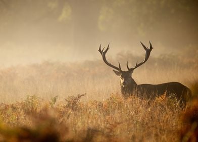 Stag on a misty morning