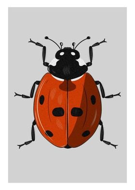 Ladybird Drawing