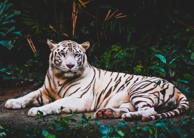 White Tiger