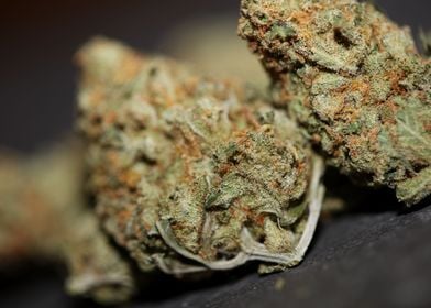 Medical marihuana buds