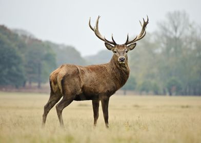 Majestic Red Deer