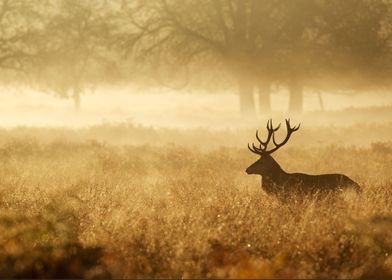 Stag Silhouette in mist