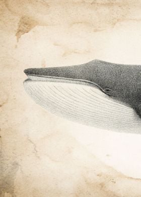 Vintage Whale Head