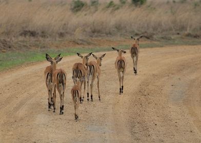 Impala Rooibok Antelope