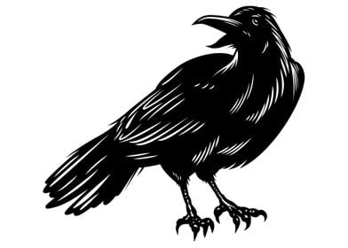 Black raven on white