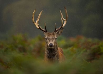 Red Deer Stag in the rain