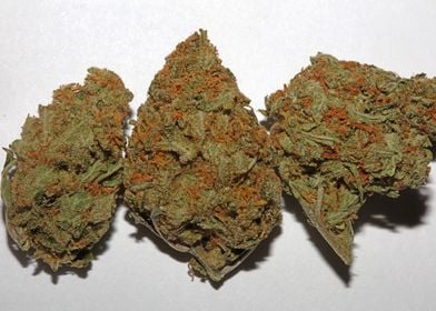 Medical marihuana buds