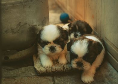 THREE PUPPIES